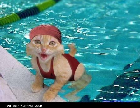 un chat
